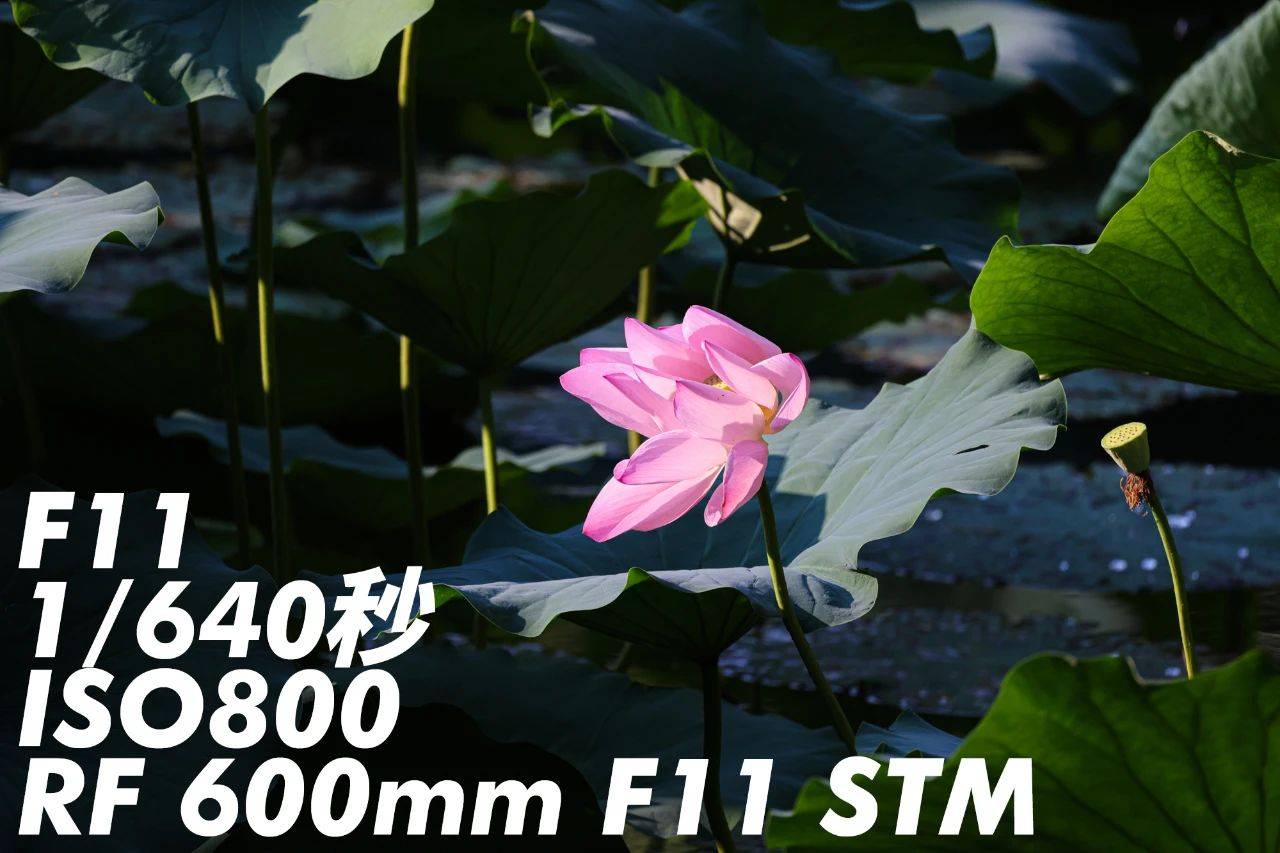 Rf600mm Rf800mm F11 Is Stm体验轻量化超远摄镜头的博弈 兰拓空间